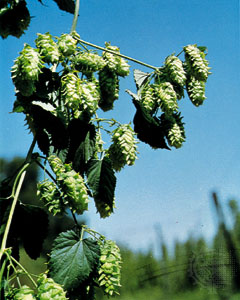 [hops]